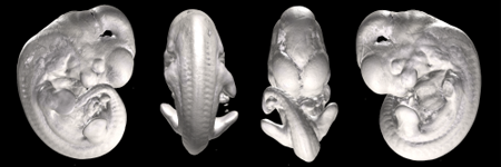 small animal phenotyping